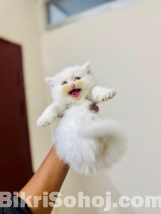 Persian high quality male kitten